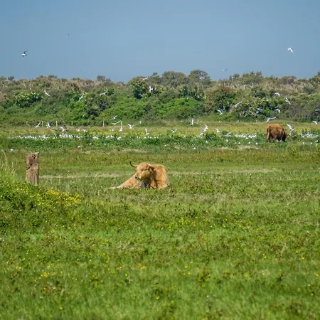 Evancy Platier D'oye -