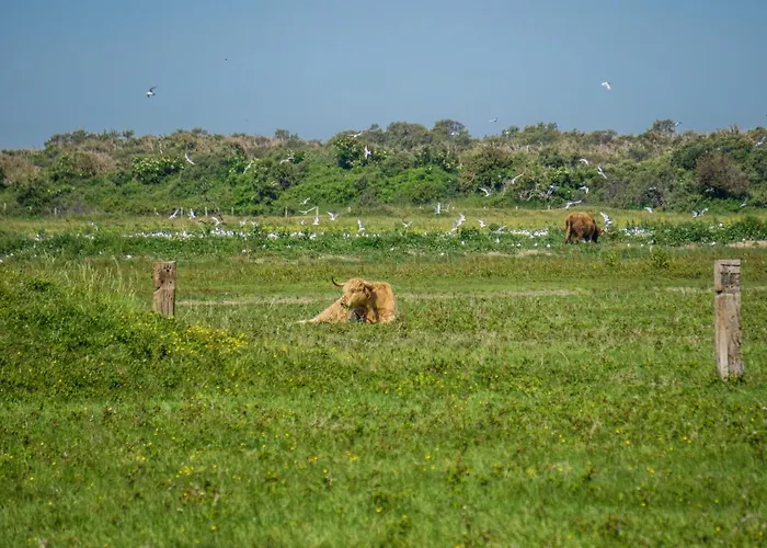 Evancy Platier D'oye -